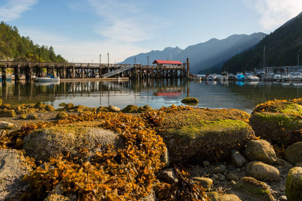 istock Harbor at Horseshoe Bay at Low Tide 855211592