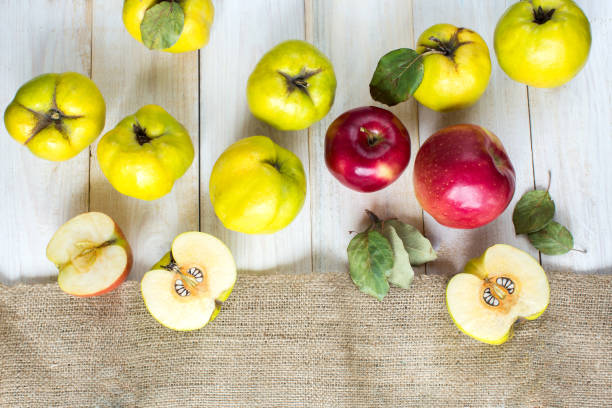 countryside, nutrition, presents. flat lay of autumnal fruits, few bright red apples surrounded by greeny yellow fresh quinces, all of them placed on the white desk nearby with rough fabric stock photo