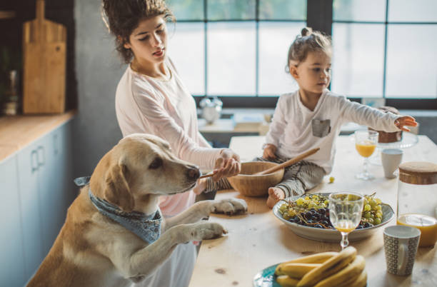 istock Dog want to join breakfast 855211950