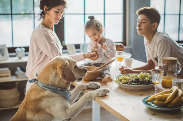istock Dog want to join breakfast 855212058