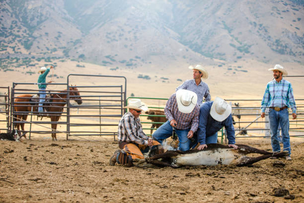 Cowboys roping and branding cattle.