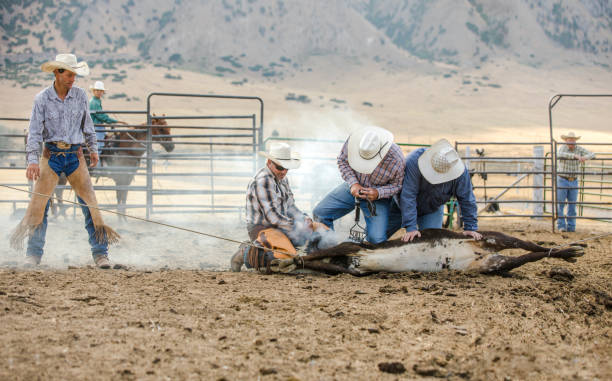 istock Cowboys Branding Cattle 855215050