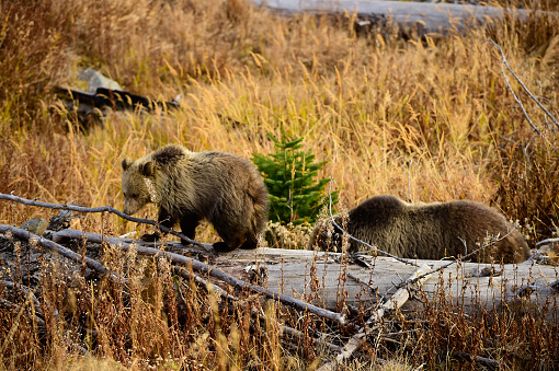Momma Grizzly with cub in Yellowstone National Park