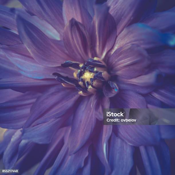 Toned Violet Colour Dahlia Flower Closeup In Summer Stock Photo - Download Image Now