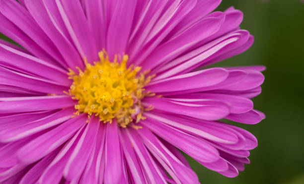 istock Pink flower petals closeup 855218394