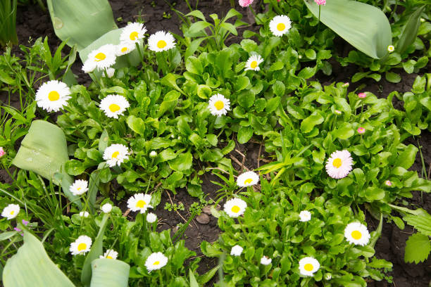 istock White camomile in garden 855221134