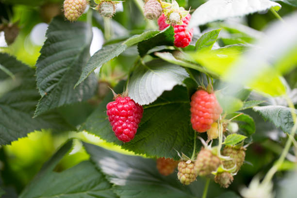 istock Organic ripe red raspberries on the bush. 855224494