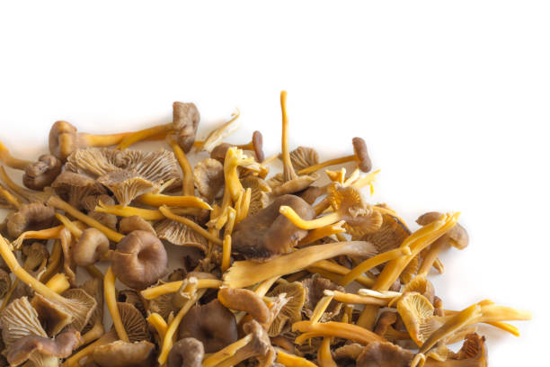 Funnel Chanterelle A pile of Funnel Chanterelle mushrooms on white background cantharellus tubaeformis stock pictures, royalty-free photos & images