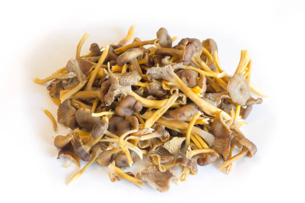 Funnel Chanterelle A pile of Funnel Chanterelle mushrooms on white background cantharellus tubaeformis stock pictures, royalty-free photos & images