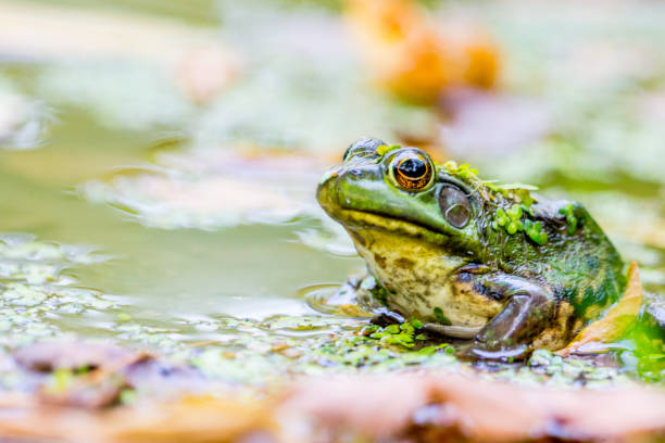 istock Green frog in pond 855230172