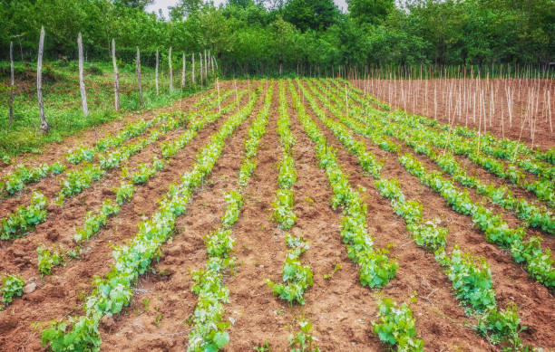 istock Landscape with green vineyards. A young vine grows in a field on a slope 855233058