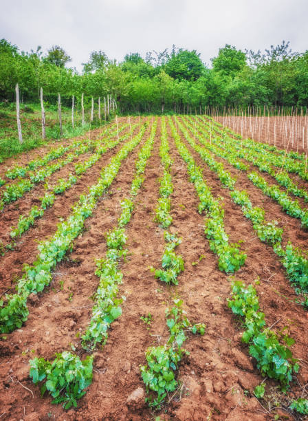 istock Landscape with green vineyards. A young vine grows in a field on a slope 855233188