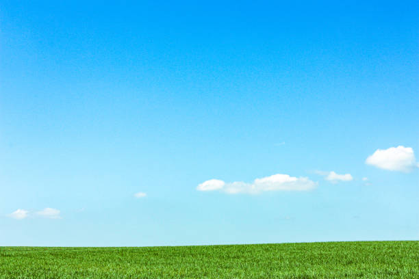 Field of spring grass stock photo