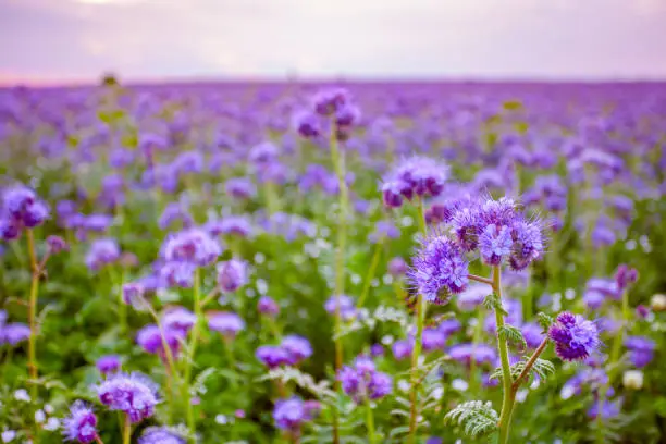 Phacelia flowers blooming field and purple sunset sky background