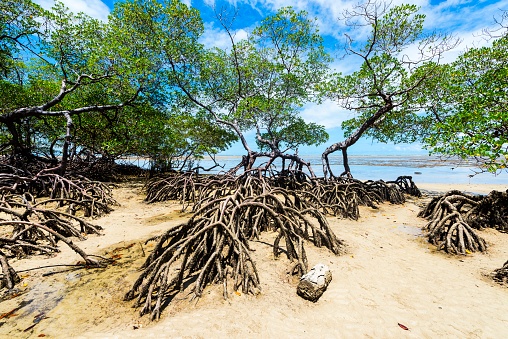 Mangrove forest in low tide with their shrubs