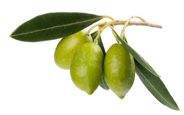 istock Green olives with leaves. 855237212