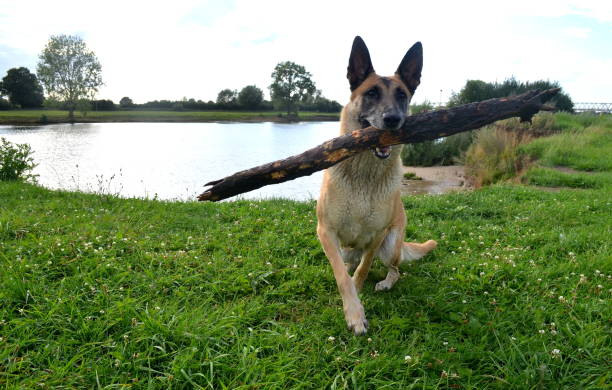 istock Dog with branch in mouth 855239652