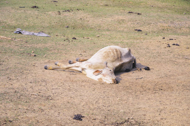 mucca morente sdraiata a terra da qualche malattia - dead animal foto e immagini stock