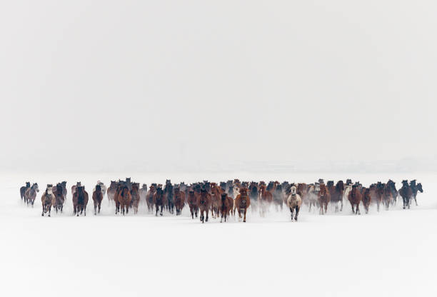 wild horses running in snow - winter snow livestock horse imagens e fotografias de stock