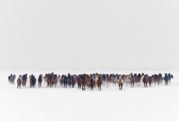 дикие лошади, бегущие по снегу - winter snow livestock horse стоковые фото и изображения