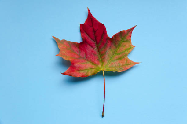 istock A bright colorful autumn maple leaf lies on a blue background. Autumn 855248220