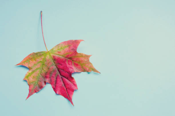 istock A bright colorful autumn maple leaf lies on a blue background. Autumn 855249600