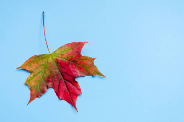 istock A bright colorful autumn maple leaf lies on a blue background. Autumn 855249602