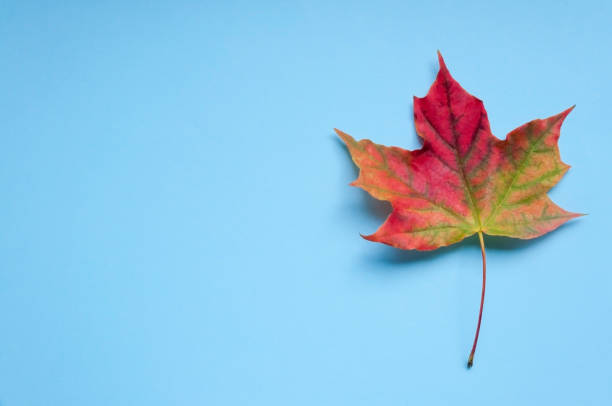 istock A bright colorful autumn maple leaf lies on a blue background. Autumn 855249604