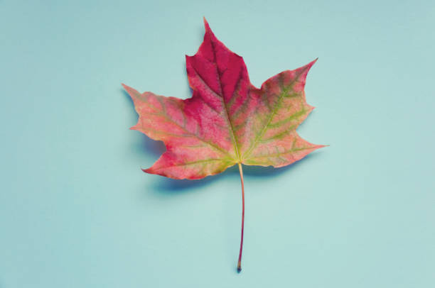 istock A bright colorful autumn maple leaf lies on a blue background. Autumn 855249608