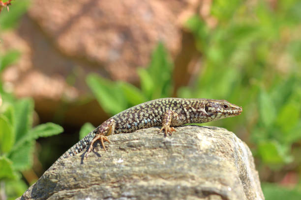 istock Macro/closeup of an lizard Podarcis muralis 855249924