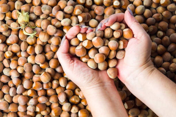 istock Hands holding hazelnuts on top of a pile 855253154