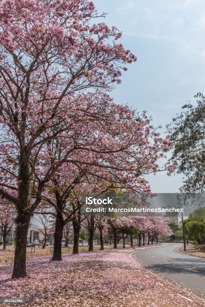 Foto de Bela Floração Do Ipê Rosa Na Chegada Da Primavera Em Araras São  Paulo Brasil e mais fotos de stock de Ajardinado - iStock