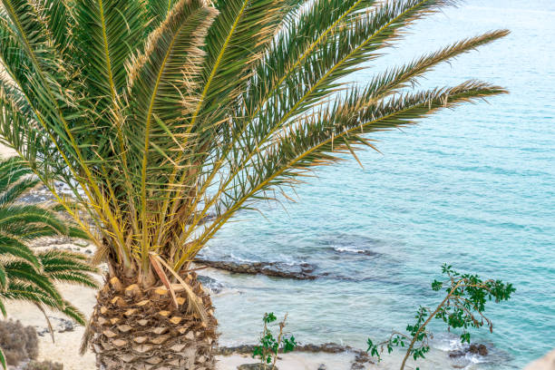 istock Palm trees in front of a beach and blue water 855262454