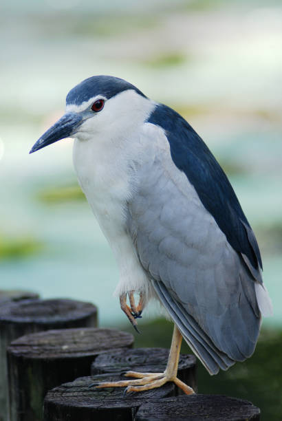 ブラックの王冠ゴイサギ類 - heron night heron island water ストックフォトと画像