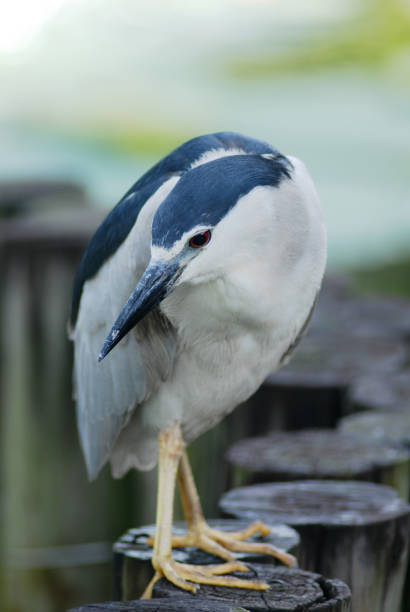 ブラックの王冠ゴイサギ類 - heron night heron island water ストックフォトと画像