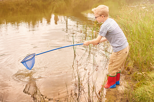 a young boy netting fish whilst pond dipping in wales
