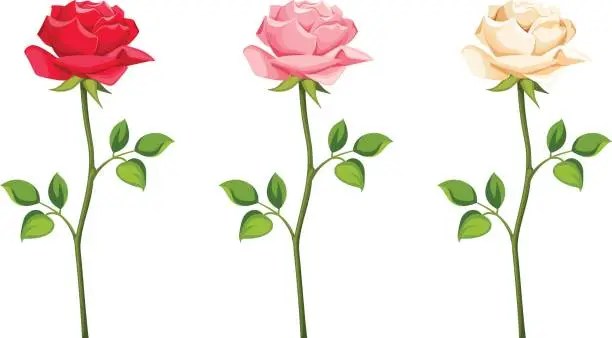 Vector illustration of Set of red, pink and white roses with stems. Vector illustration.