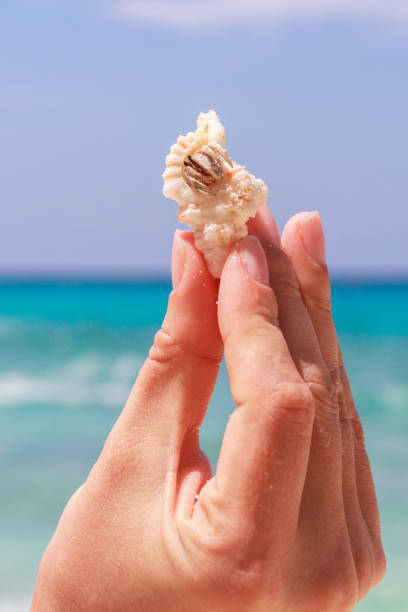 istock hermit crab on hand at Lipe island thailand 855269946
