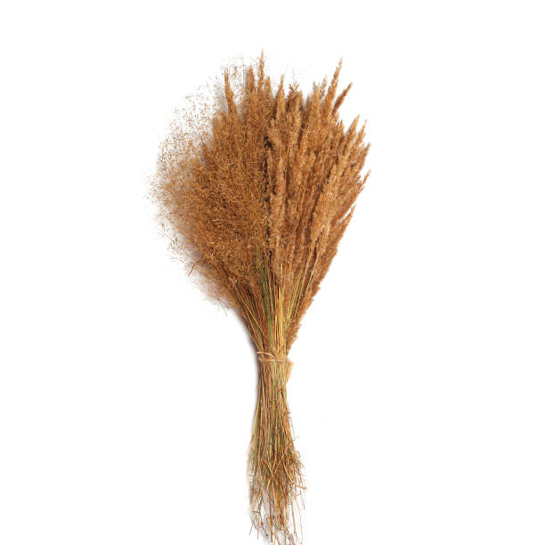 istock Dry field plants isolated on a white background 855270512