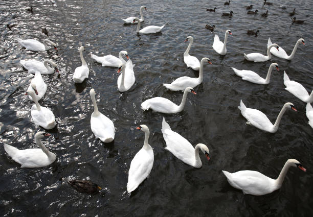 istock Many white swans swim in the water 855270552