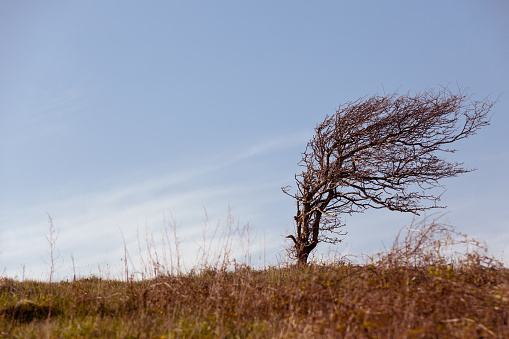 Lonely tree on a windy day