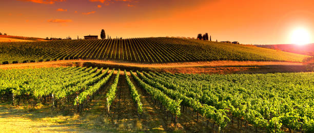 weinberge bei sonnenuntergang in der nähe von dorf le sieci in der region toskana. chianti, italien. - chianti region stock-fotos und bilder