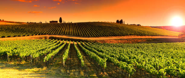 Vineyards at Sunset near village of Le Sieci in Tuscany Region. Chianti, Italy. stock photo