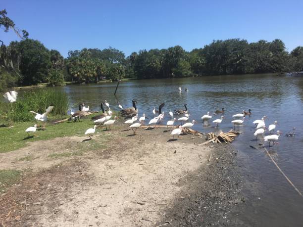 istock flying white birds and oak trees in the swamp 855272888