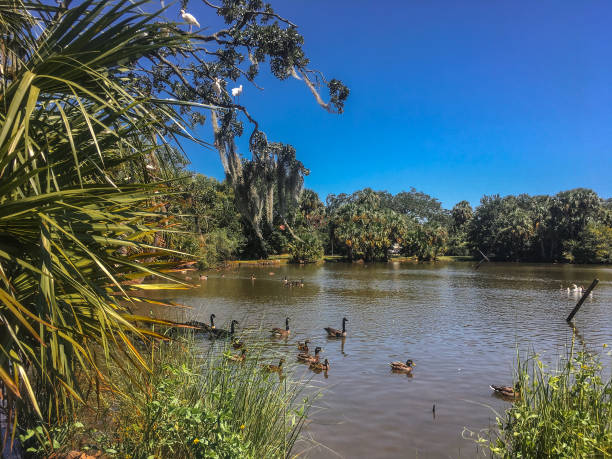 birds migrating to pond in Louisiana park stock photo