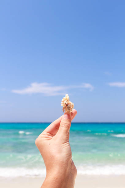 istock hermit crab on hand at Lipe island thailand 855273226