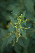 urtica-dioica.jpg?b=1&s=170x170&k=20&c=e66gpqLHBEjl9X6RZxQd06J2BgF44axKmRy2oafdZ3U=