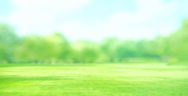 istock Close up green grass field with blur park background 855277574