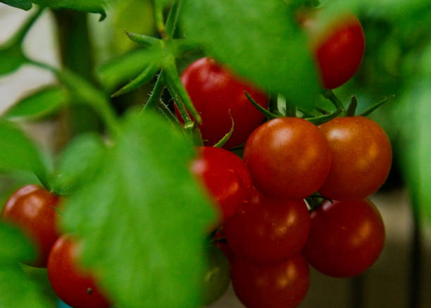 istock Home garden cherry tomato plant 855277768