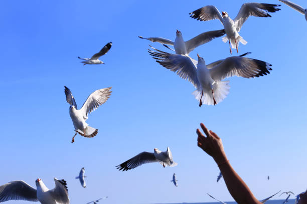 istock Seagull , BangPu , Samut Prakan , Thailand. 855283486